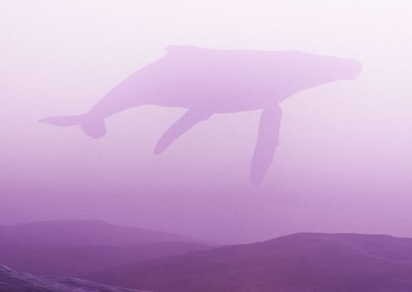 The silhouette of a fantastical whale swims in a pink sea.